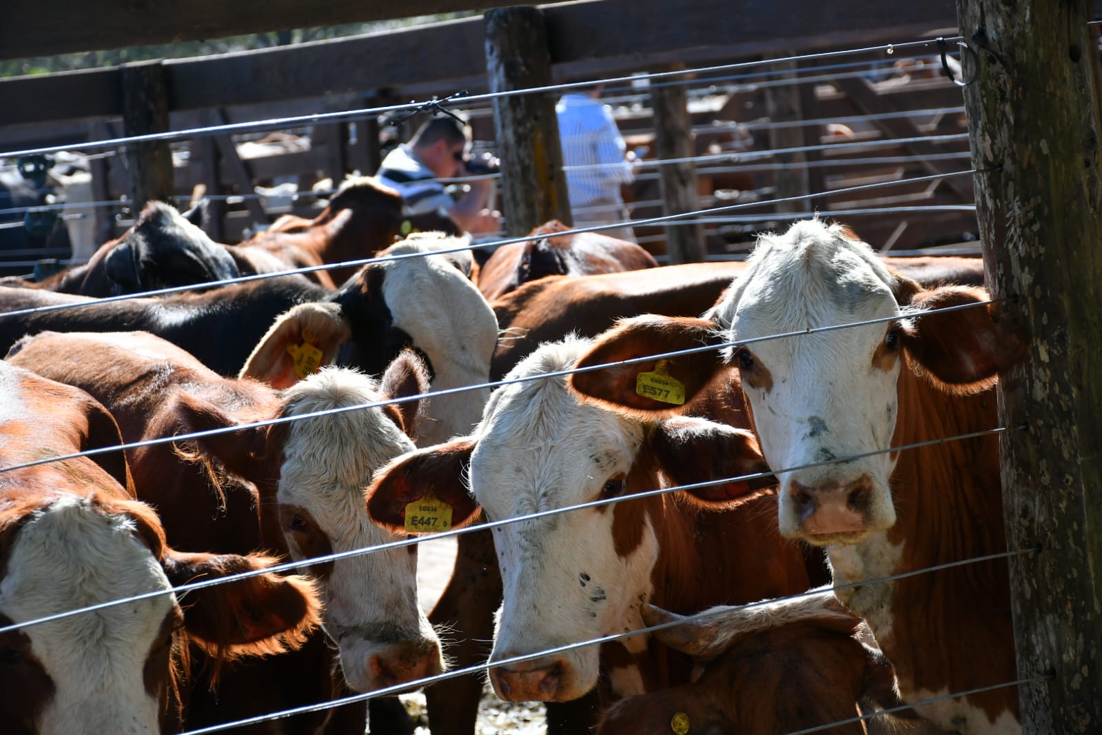 Producción: con exito se realizó el 5to remate ganadero de pequeños productores con 1700 cabezas en Riachuelo